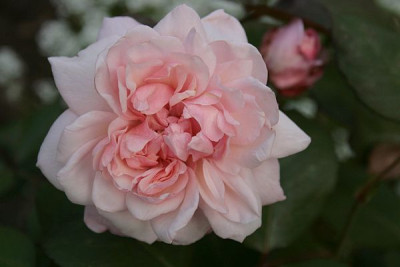 Rosa-Gru-an-Aachen-09-07.jpg