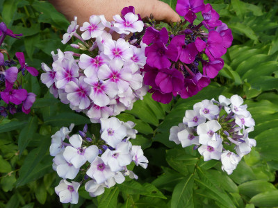2020-08-10 Phlox 2.jpg