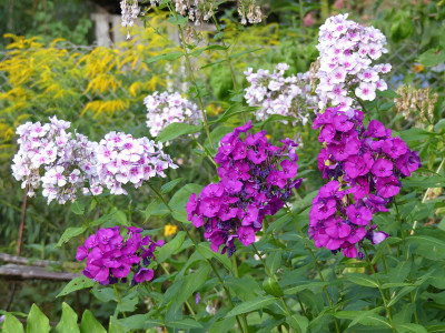 2020-08-10 Phlox 3.jpg