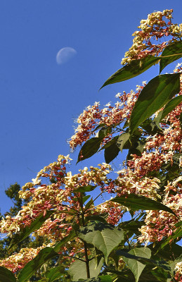 clerodendrum3.jpg