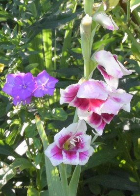 Gladiole 2020a.jpg