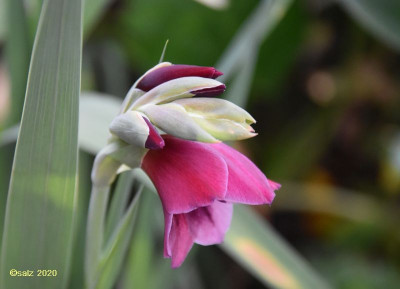 Gladiole 2020.jpg