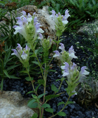 Scutellaria baicalensis20-3.jpg