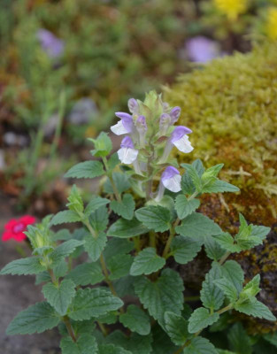 Scutellaria_alpina.17-1.jpg