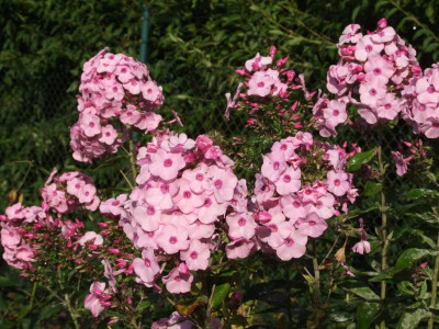 DSCF3369.JPG