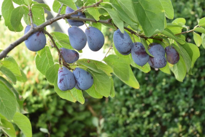 mirabelle sh zwetsche sh 010.JPG
