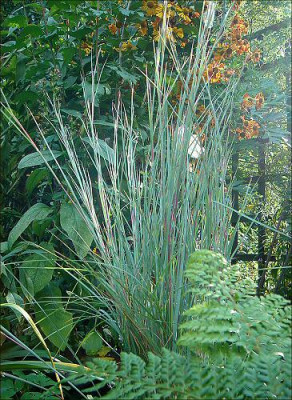 Schizachyrium_scoparium_The_Blues.jpg