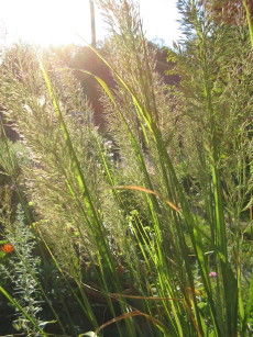 Gras_1_3_1.JPG