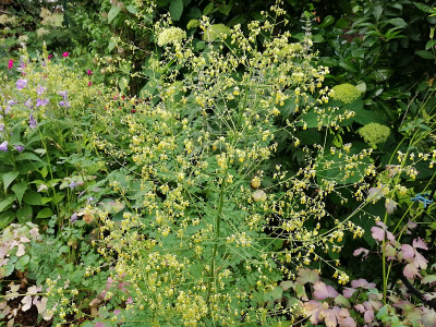 Thalictrum_minus_20200621_144138.jpg