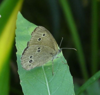 Vl Aphantopus hyperantus 200808 k.jpg