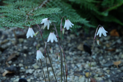 DSCF2741_4889.JPG