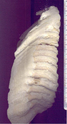 Wessen_Zaehne1.jpg