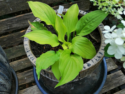 Hosta_Fruehlingssonne_20200811_173219.jpg