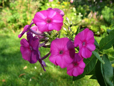 Rauchphlox für Arme.JPG