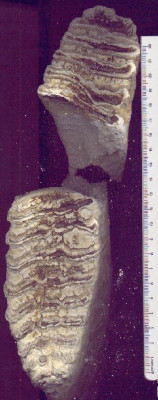 Wessen_Zaehne2.jpg