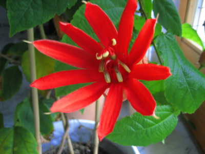 p.coccinea.jpg