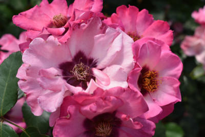 persische Rosen Hulthemia 036.JPG
