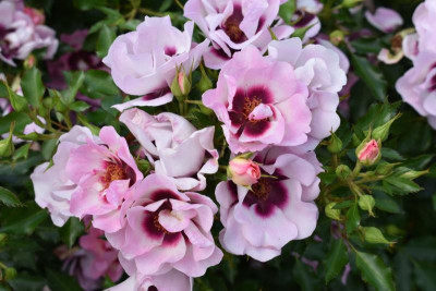 persische Rosen Hulthemia 031.JPG