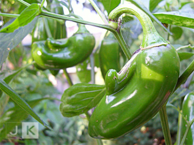 _jalapeno-mit-auswuchs.jpg