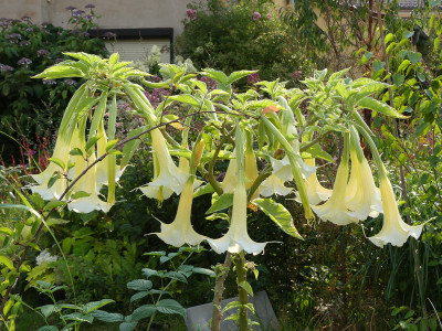 2020-08-09 Brugmansia 'Maya'.jpg