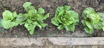 Radicchio Variegata di Chioggia.jpg