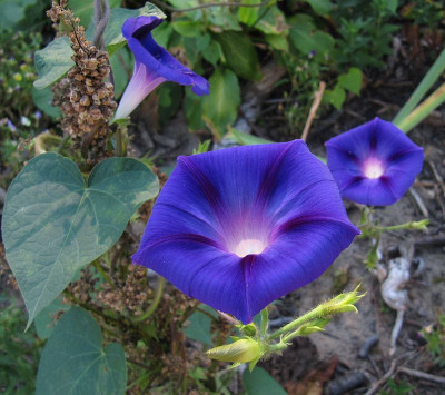 IMG_1746_Ipomoea_12Aug2020_.jpg