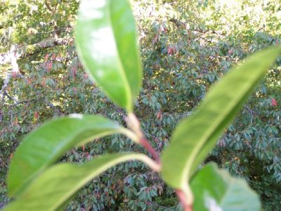 100_0690_C._Pink_Butterfly_leaf-2_25_P.jpg