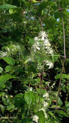 Clematis vitalba 2020.jpg