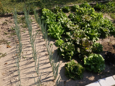 Salat Mischung sativa 200809.jpg
