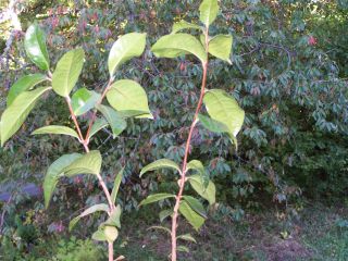 100_0688_CAM._Pink_Butterfly_15J_50_PP.jpg