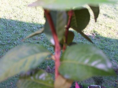 100_0689_C._Pink_Butterfly_leaf_25_P.jpg