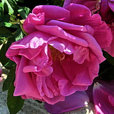 R-Pierette-14.05.2006_13-39-19_0013.jpg