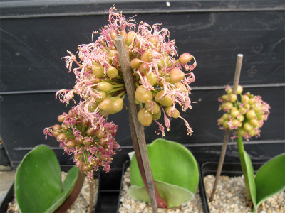 H.humilis-Samen.jpg
