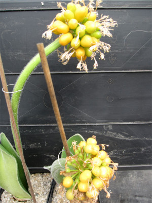 H.humilis-hirsutus-Samen.jpg