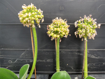 H.humilis-Giant-Samen.jpg
