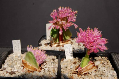 H.humilisAB1.jpg