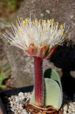 H.humilisDT1.jpg