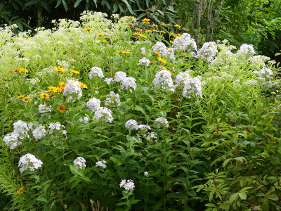 2020-08-14 Phlox 'Gregor's Pride' 1.jpg