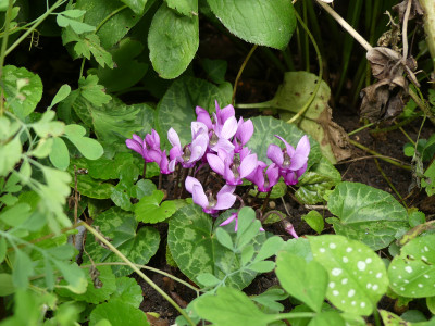 2020-08-14 Cyclamen purpurascens 2.jpg