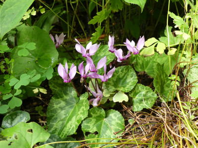 2020-08-14 Cyclamen purpurascens 3.jpg