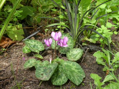 2020-08-14 Cyclamen purpurascens 4.jpg