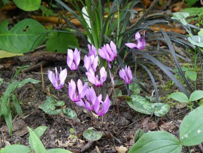 2020-08-14 Cyclamen purpurascens 5.jpg