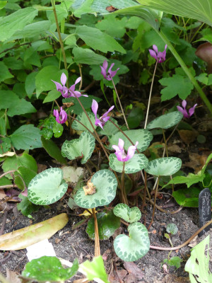 2020-08-14 Cyclamen purpurascens 6.jpg