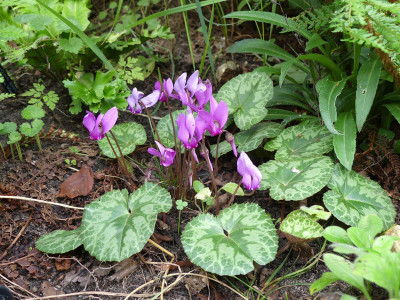 2020-08-14 Cyclamen purpurascens 7.jpg