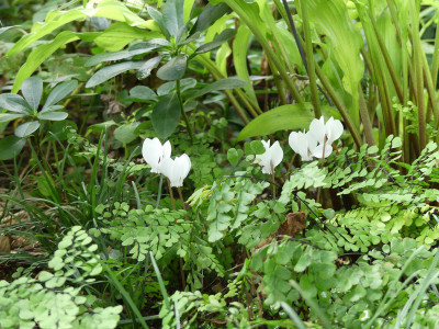 2020-08-14 Cyclamen hederifolium 1.jpg
