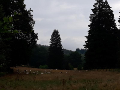 großeherde20inneuerzäunung.jpg