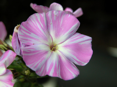 Phlox_z.L._u.jpg