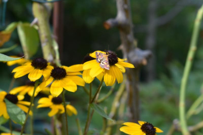 schmetterling 003.JPG