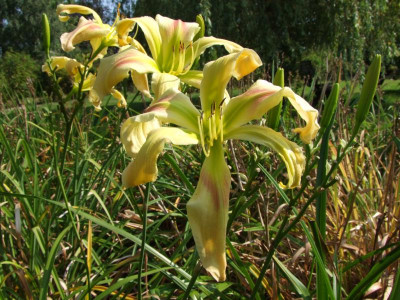 2020_0516AugustHitze0153.JPG