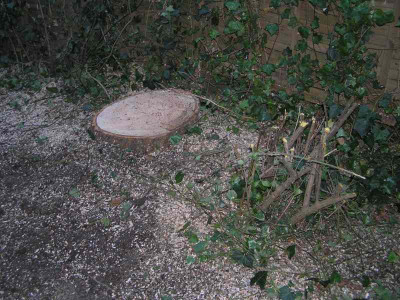 baumfaellung1.jpg